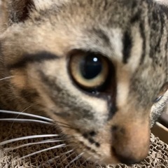 3ヶ月のメスのキジトラの子猫の里親を募集しています − 茨城県