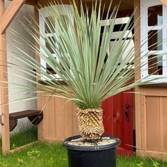 ユッカ  ロストラータ  ブルーサンダー  発根済み②