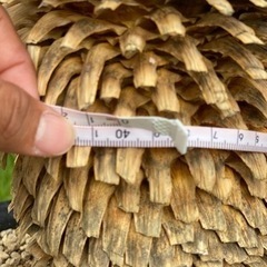 ユッカ  ロストラータ  ブルーサンダー  発根済み②