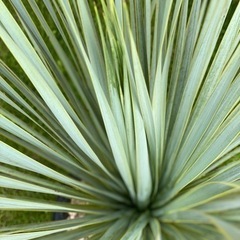 ユッカ  ロストラータ  ブルーサンダー  発根済み②