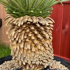 ユッカ  ロストラータ  ブルーサンダー  発根済み②