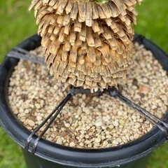 ユッカ  ロストラータ  ブルーサンダー  発根済み②