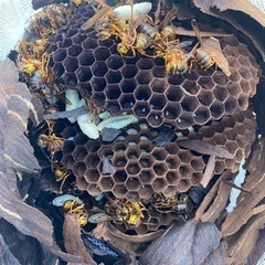 蜂駆除（どこよりもお安く確実に駆除します！）🐝