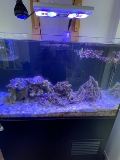 ライブロック約15キロ　海水魚　サンゴ　アクアリウム　水槽