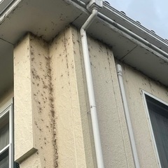 蜘蛛の巣掃除お願いします。