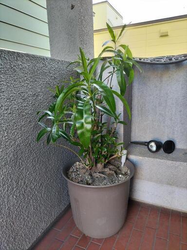 観葉植物 ラッキーママ 札幌の家具の中古あげます 譲ります ジモティーで不用品の処分 観葉植物 ラッキーママ 札幌の家具の中古あげます 譲ります ジモティーで不用品の処分