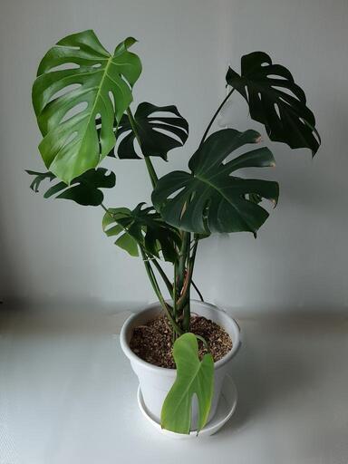観葉植物モンステラ 風水金運up グッピー 鳴門のインテリア雑貨 小物 置物 オブジェ の中古あげます 譲ります ジモティーで不用品の処分