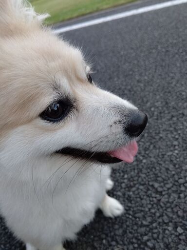一旦募集を停止します ポメヨン ポメラニアン パピヨンのミックス犬 4歳オス Tom Tom To 社家のその他の里親募集 ジモティー