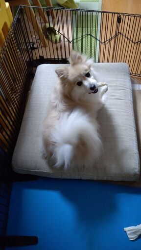 一旦募集を停止します ポメヨン ポメラニアン パピヨンのミックス犬 4歳オス Tom Tom To 社家のその他の里親募集 ジモティー