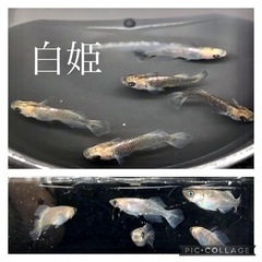 【9/16更新】メダカの稚魚〜成魚　1セット
