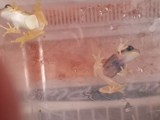 透明アマガエル二匹