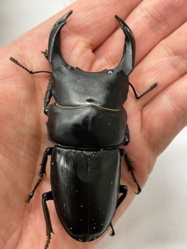 オオクワガタ　能勢SR 大型血統　幼虫3頭