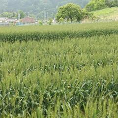 【ネット決済】山梨県産 小麦粉 10kg