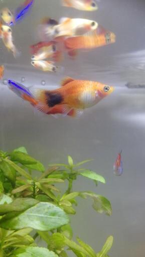 ミッキーマウスプラティ幼魚 Jin 国母の家具の中古あげます 譲ります ジモティーで不用品の処分