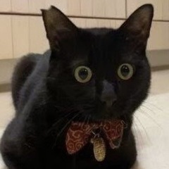 （動画あり）お目目まん丸 人大好きな超スリゴロ系黒猫 幸せの鍵シッポ