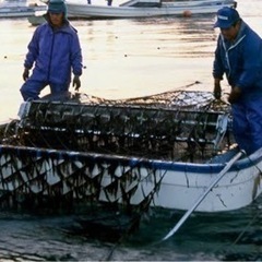 日当1万2千円❗️日払い可能❗️海苔の収穫を補助して頂ける作業の方募集❗️の画像