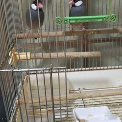 文鳥2羽について