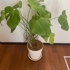 観葉植物　モンステラ