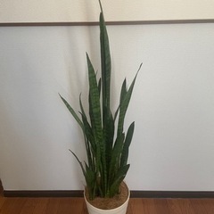 観葉植物　サンベリア