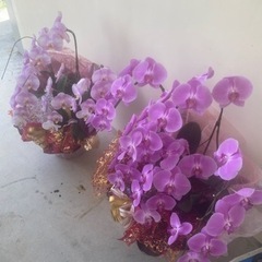蘭の花　紫とピンク