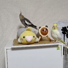 オカメインコ2匹生活環境の変化により飼いつっける事が困難になった...