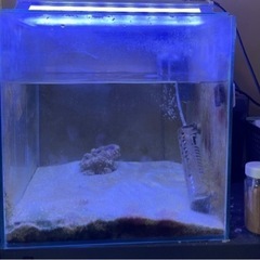 海水魚 飼育セット 一式  生体付き