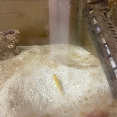 海水魚 飼育セット 一式  生体付き