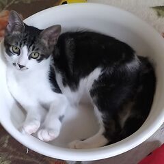 里親さん決まりました。ありがとうございました。 - 猫