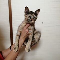 甘えん坊キアラちゃん(家族が決まりました) - 猫