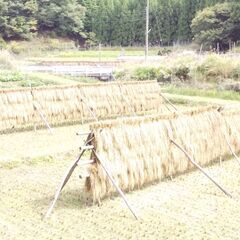 天日干自然乾燥　減農薬米