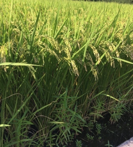 令和4年　京都市・左京区産　お米（玄米、減農薬）　キヌヒカリ　30Kg