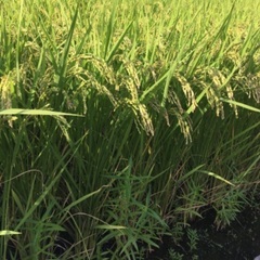 令和4年　京都市・左京区産　お米（玄米、減農薬）　キヌヒカリ　30Kg