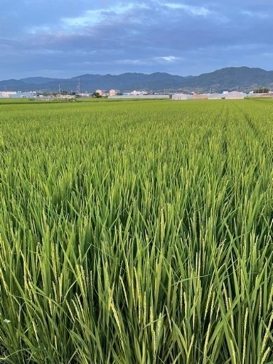 農家直売 安心安全な奈良県産ひのひかり米 令和4年度