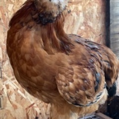アローカナの鶏　オス3ヶ月　急募の画像