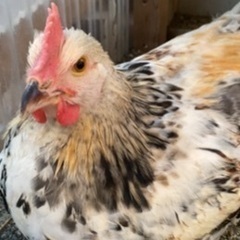 アローカナの鶏　オス3ヶ月　急募 − 北海道