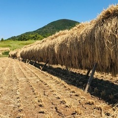 令和4年産ひのひかり