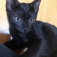 イケメン黒猫ちゃん♪の画像