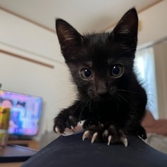 1-2ヶ月の黒猫 里親募集
