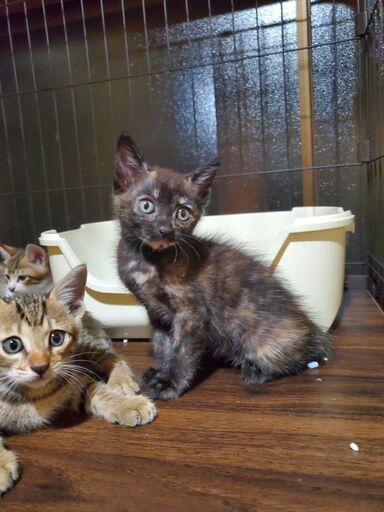クリクリな目が魅力的 おっとり可愛いサビ猫さん こねこサポーター 野々市の猫の里親募集 ジモティー