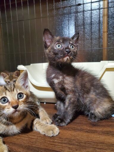 クリクリな目が魅力的 おっとり可愛いサビ猫さん こねこサポーター 野々市の猫の里親募集 ジモティー