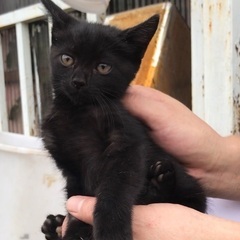 綺麗な顔立ち　イケメン黒猫　1ヶ月