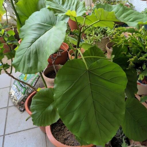 観葉植物ウンベラータ3点目 | www.inversionesczhn.com