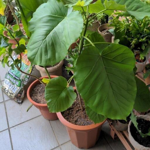 観葉植物ウンベラータ3点目 | www.inversionesczhn.com