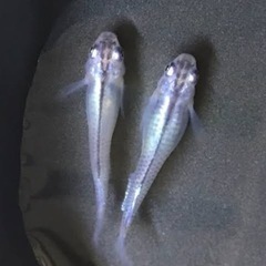 メダカ「深海」稚魚10匹