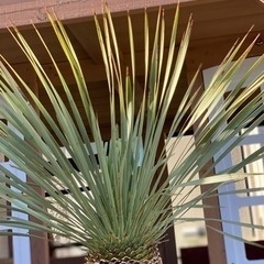 ユッカ ロストラータ ②