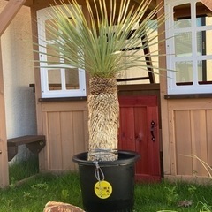 ユッカ ロストラータ ②