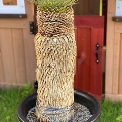 ユッカ ロストラータ ②