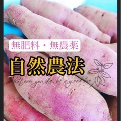 〚自然農法〛シルクスイート小芋2キロ
