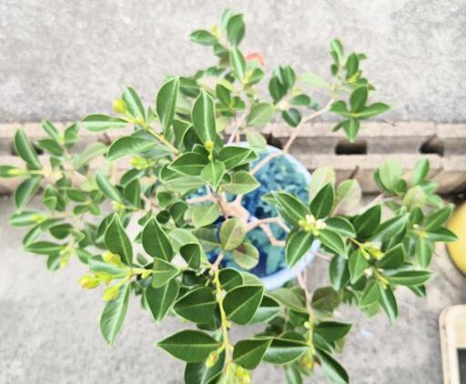 グアバ・ストロベリーグアバ【観葉植物、トロピカルフルーツ、果物】