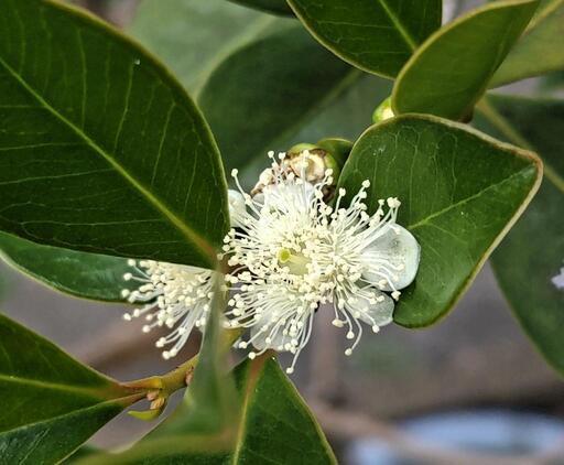 グアバ・ストロベリーグアバ【観葉植物、トロピカルフルーツ、果物】